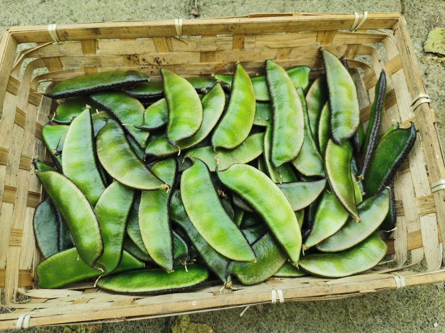 Small Iyna Uri Seeds