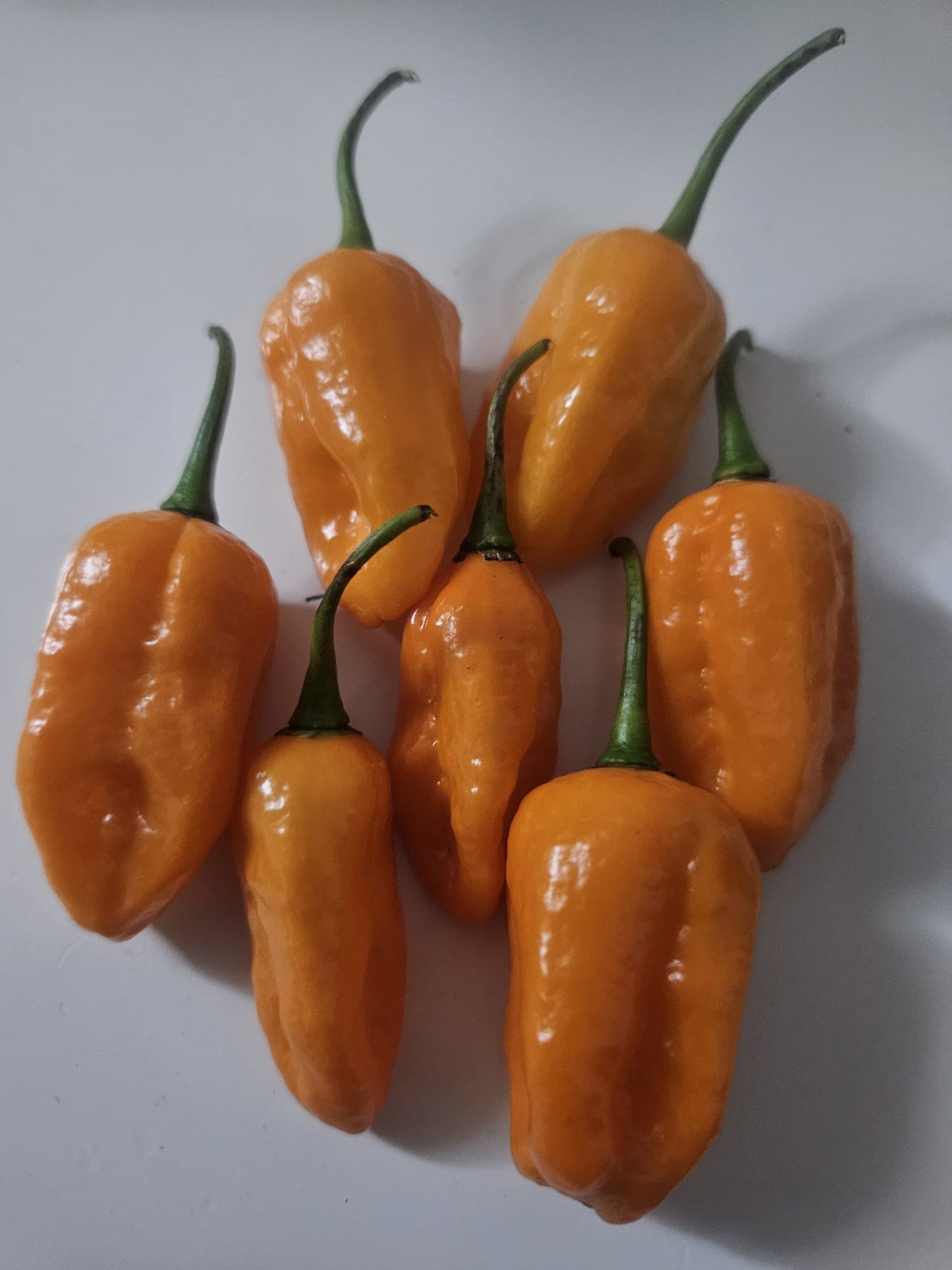 Aji mango chilli pepper