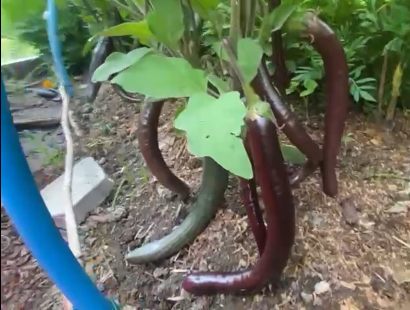 Purple king eggplant