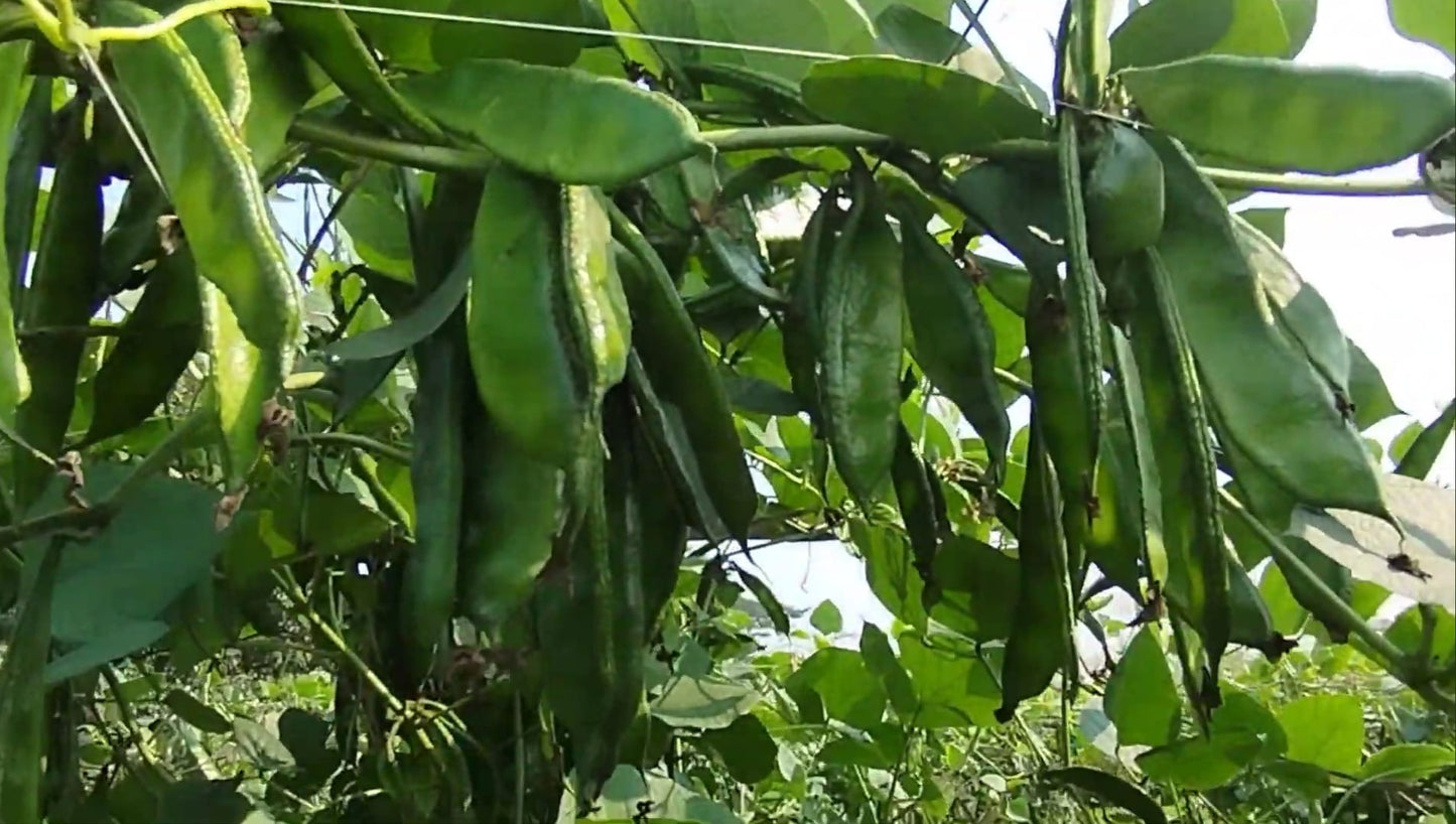 Kerala Uri seeds (adapted for British weather)