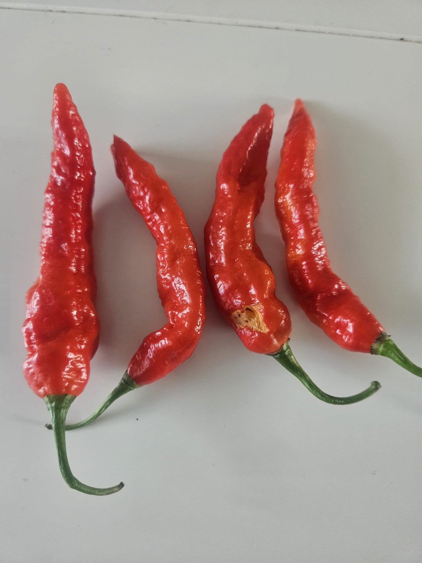 Aji mellow cotton seeds