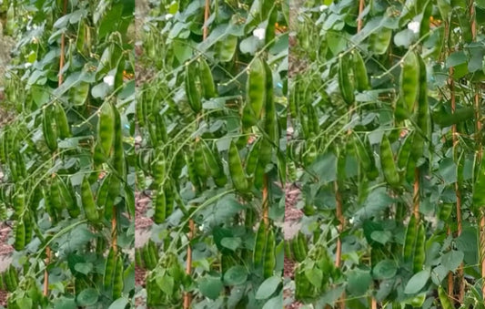 Fabia Uri Seeds