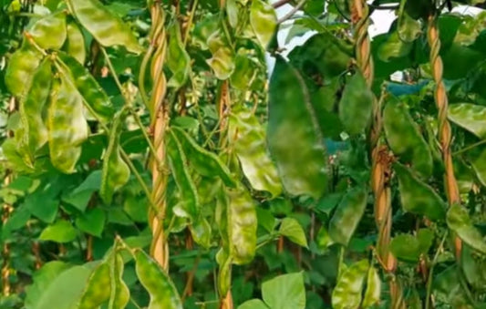 Gual gaddah Uri Seeds