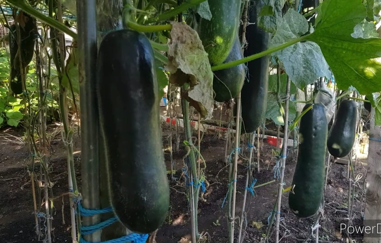 Long Chinese kumrah seeds