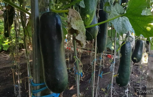 Long Chinese kumrah seeds