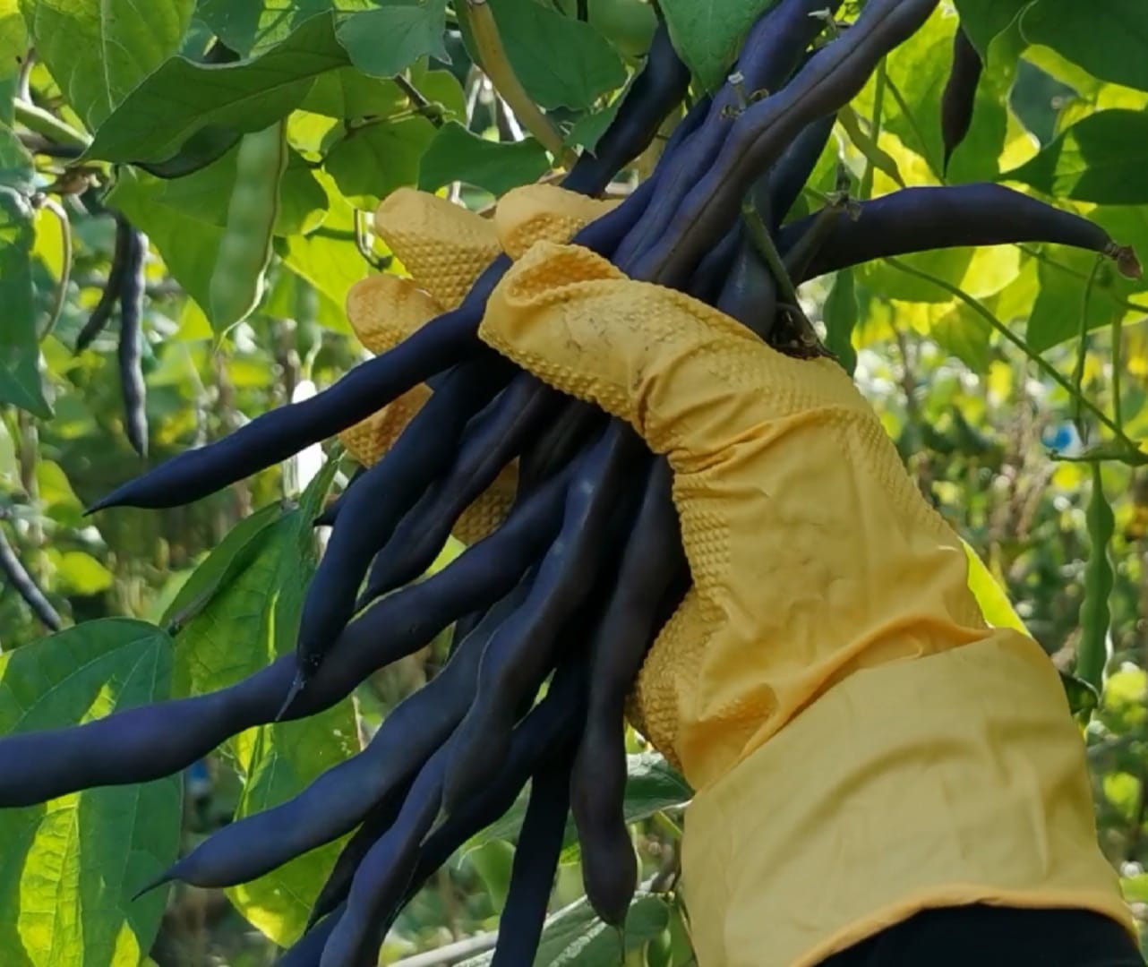 Purple uri seeds