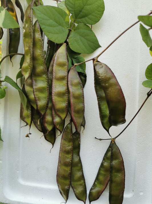 Bashphata uri seeds