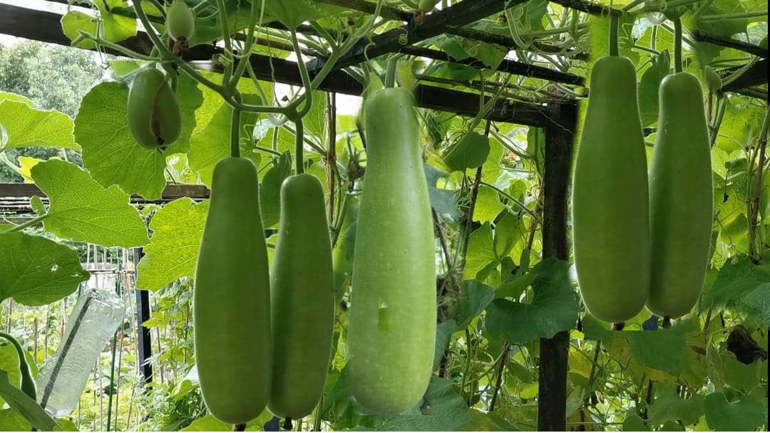 Kochi bottle gourd