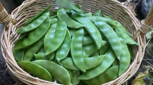 Italian Thick Aina green seed pods