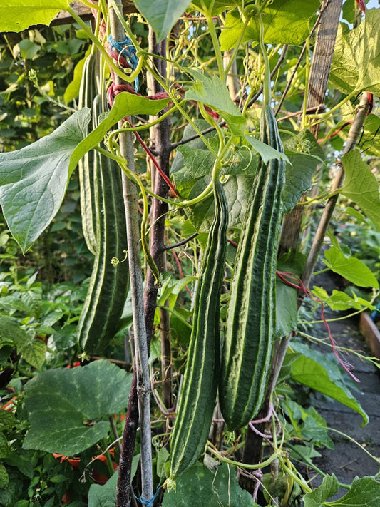 Jinga growing on vine