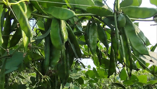 Kerala Uri seeds (adapted for British weather)