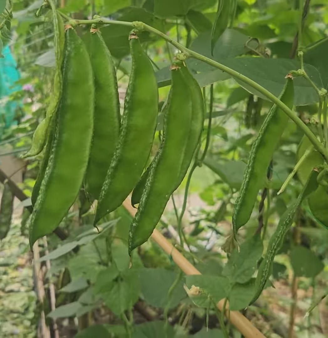 Green bashfata seeds