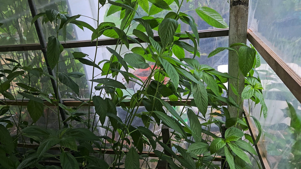 Nalisag seeds