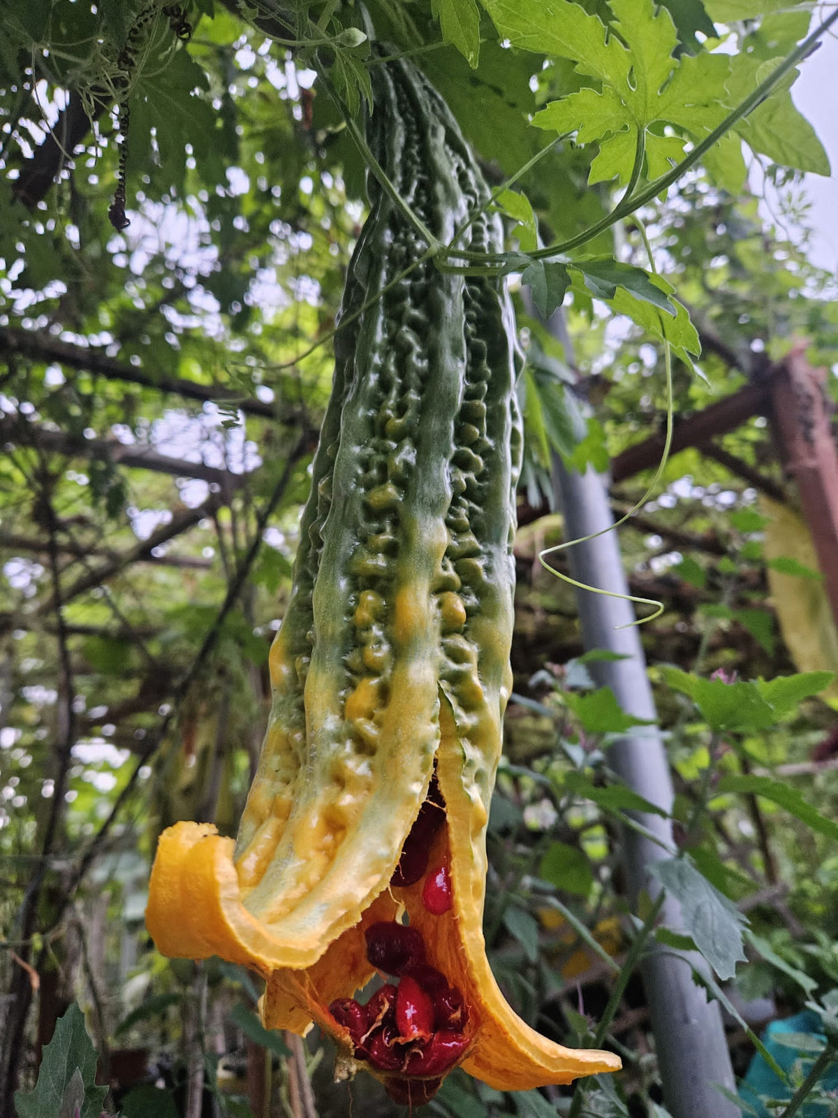 Long carella seeds