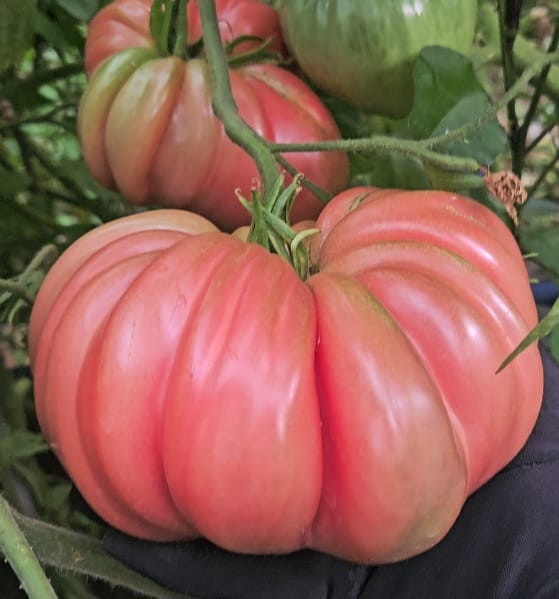 XL Tomato