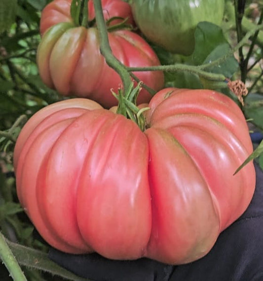 XL Tomato Seeds